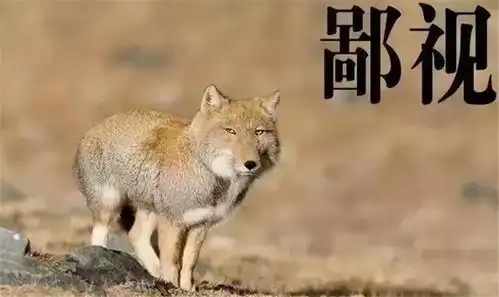 长相想打人的高原动物丑的丑,搞笑的搞笑,认不出面壁思过  长相想打人的高原动物丑的丑,搞笑的搞笑,认不出面壁思过