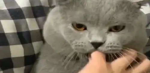  小猫太高傲不许主人碰,主人把菜刀拿出来后,它马上就变老实了
