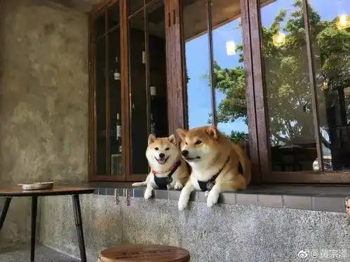 柴犬斜眼表情包时尚柴犬