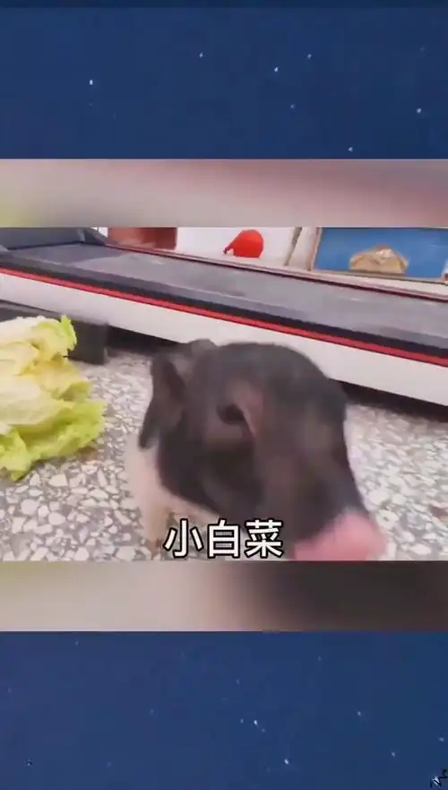  取图主页,小白菜表情包搞笑视频经典段子情侣夫妻搞笑聊天记录