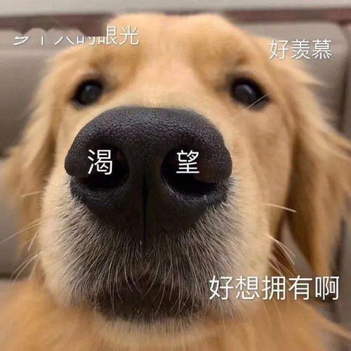  每晚分享沙雕表情包