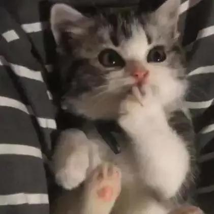  关于猫爪爪的8个冷知识,看你知道多少