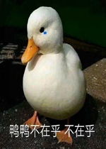  本宫可来晚了好生热闹表情包鸭鸭不在乎小鸭子表情包下载乐游网游戏下载