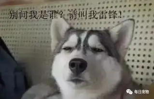  二哈太淘气,主人想用金毛感化它,结果