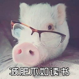  小猪猪减肥表情包无水印版
