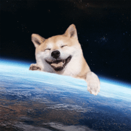 柴犬荡秋千表情包gif蹦
