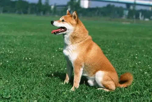  恶狗伤人的事件屡屡发生,原因究竟在哪里