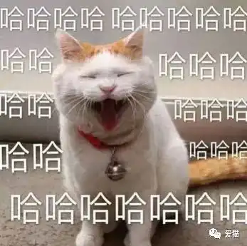 嘲笑的表情包猫粮