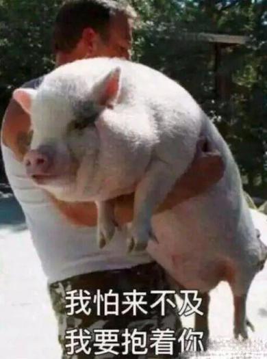 猪和猪亲吻表情包同性