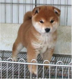  西安哪里有卖柴犬犬的西安哪里出售柴犬狗狗西安纯种柴犬价格