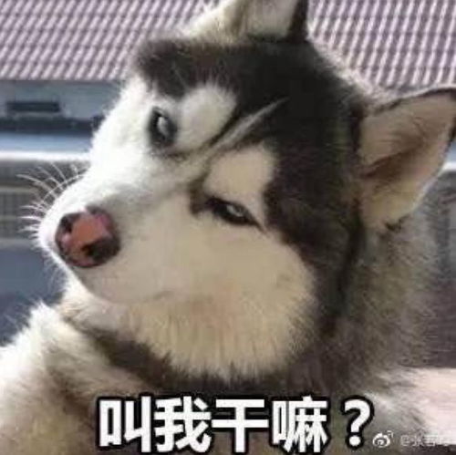二哈表情包原型二哈