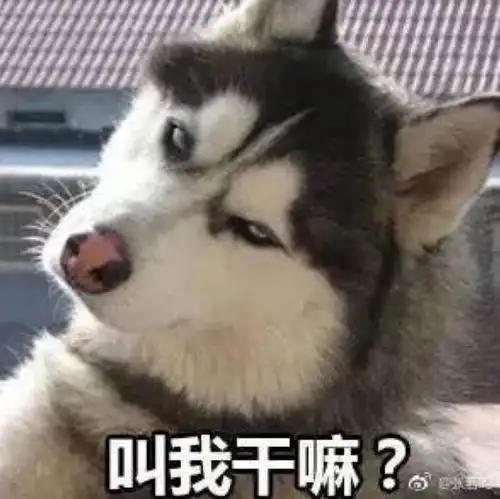  流浪狗车库内大战野猫顺嘴拆了两台车车主崩溃找谁说理去