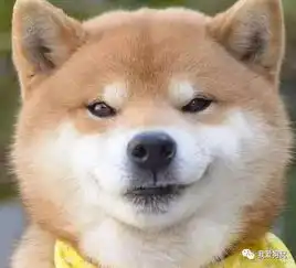  好想揉这只网红柴犬的脸,被它邪魅狷狂的笑容撩到了