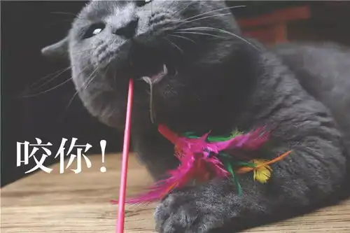  铲屎官用猫咪的不同表情配上文字做成了表情包,太形象了