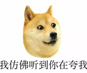  柴犬好不好养呢,盘点那些关于柴犬的性格