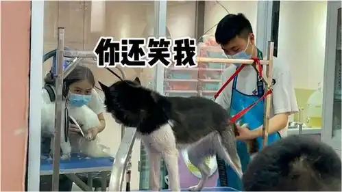  哈士奇洗澡不配合,全程疯狂怒吼,小姐姐嘲笑同伴金毛表情亮了