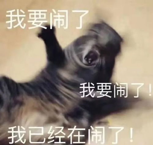  猫咪拉长音是因为想你不,这4种表现都是对你有意见