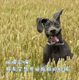  原来汪星人的表情还能这样解读