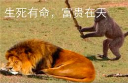  在这个激情躁动的社会里,这套表情包浇灭了我心底最后一丝欲火