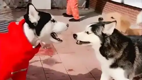  这才是真正的输出全靠吼,都不敢先动手,这两只哈士奇太怂了