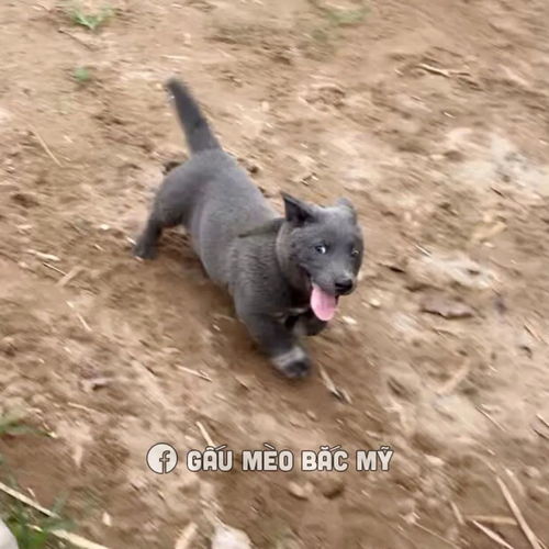  据说是蓝猫和二哈的混血宝宝...这只越南小狗凭表情包火遍全网