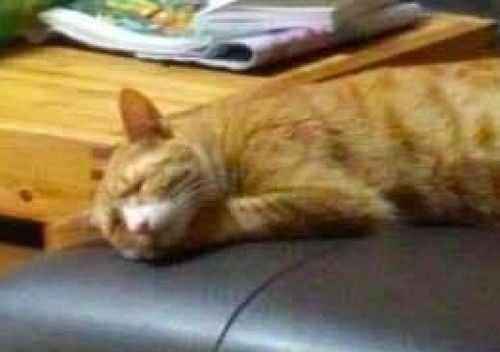  奶奶养了只橘猫,结果她们睡觉都是同样姿势,甚至表情也是一样