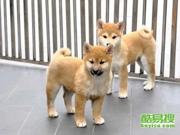  无锡酷易搜