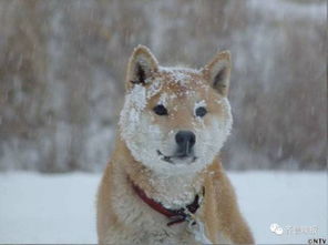 柴犬接住的表情包哀悼