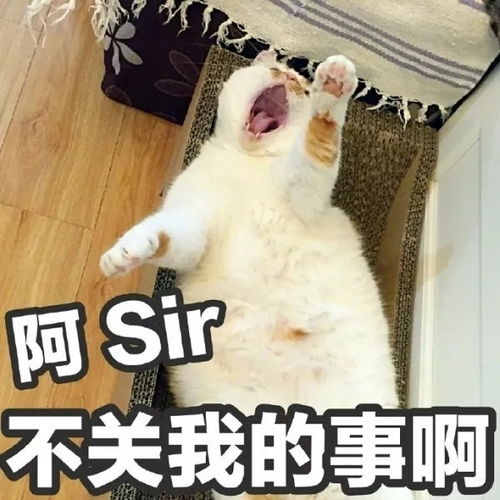  网红猫