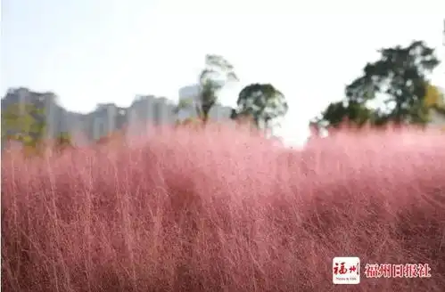 宛若仙境福州这儿的粉黛乱子草,看完心跳加速 宛若仙境福州这儿的粉黛乱子草,看完心跳加速