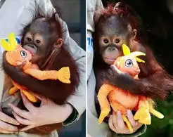 猩猩摊手表情包喝醉