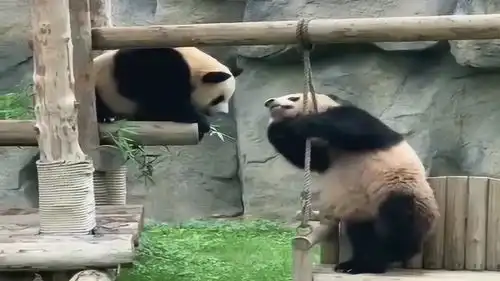 大熊猫调戏同伴,一巴掌拍在同伴头上,接下来的动作也太嘚瑟了