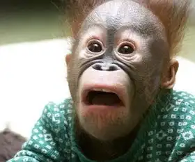 你不要过来阿表情包黄埔