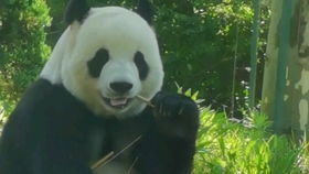  大熊猫今天妙音小公主心情好,营业啦