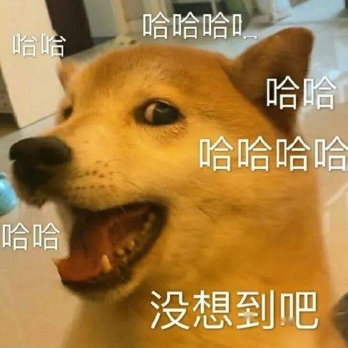  每日沙雕表情包