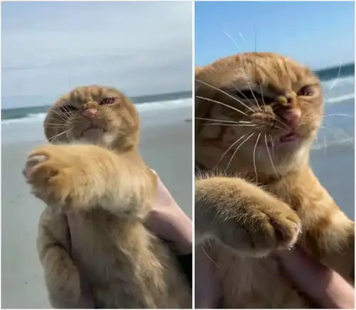  主人带着猫咪去沙滩玩,结果海风把猫吹得直骂街,秒变表情包