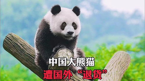  中国大熊猫遭国外退货