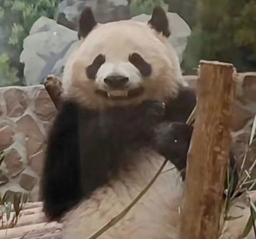  超可爱的熊猫表情包