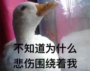  泸州话幽默起来,本地人都怕成都