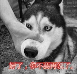  这样有标点符号的模拟盘也拿出来