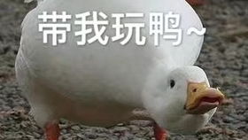  入坑一周年的萌新究竟都有些什么呢