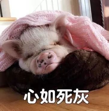  女宠男还不够这个女将军的后宫有点多