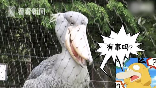 对不起鸭的表情包鲸头鹳
