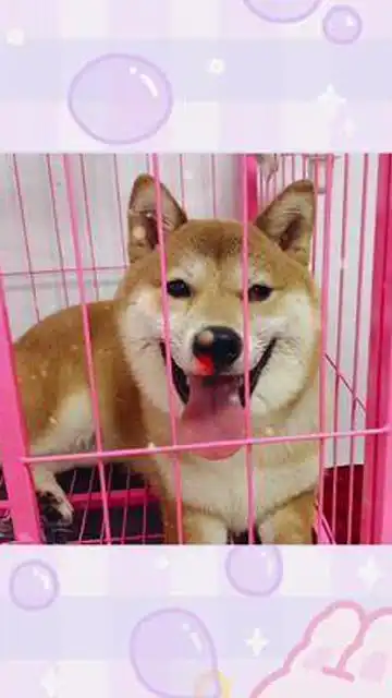 柴犬斜眼表情包快乐吧