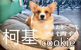  柯基起床气表情包固执鬼哔哩哔哩干杯bilibili