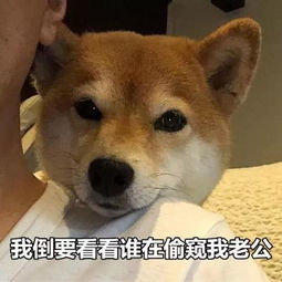  傻fufu的柴犬表情包超级可爱哦