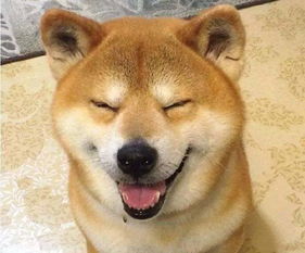  泪目16岁柴犬北登去世,你的表情包里肯定有它