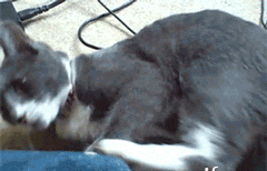  终于有证据证明,猫知道尾巴是自己的了