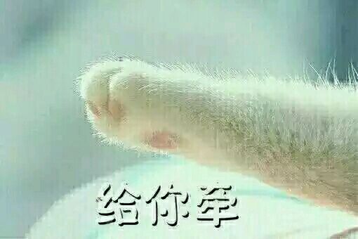  猫咪爪子的表情包