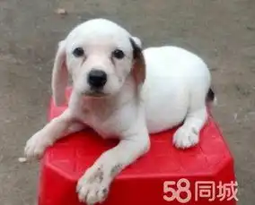  自家繁殖可爱小比格猎犬
